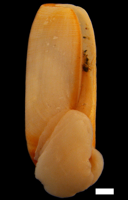 : Cylichna cylindracea.