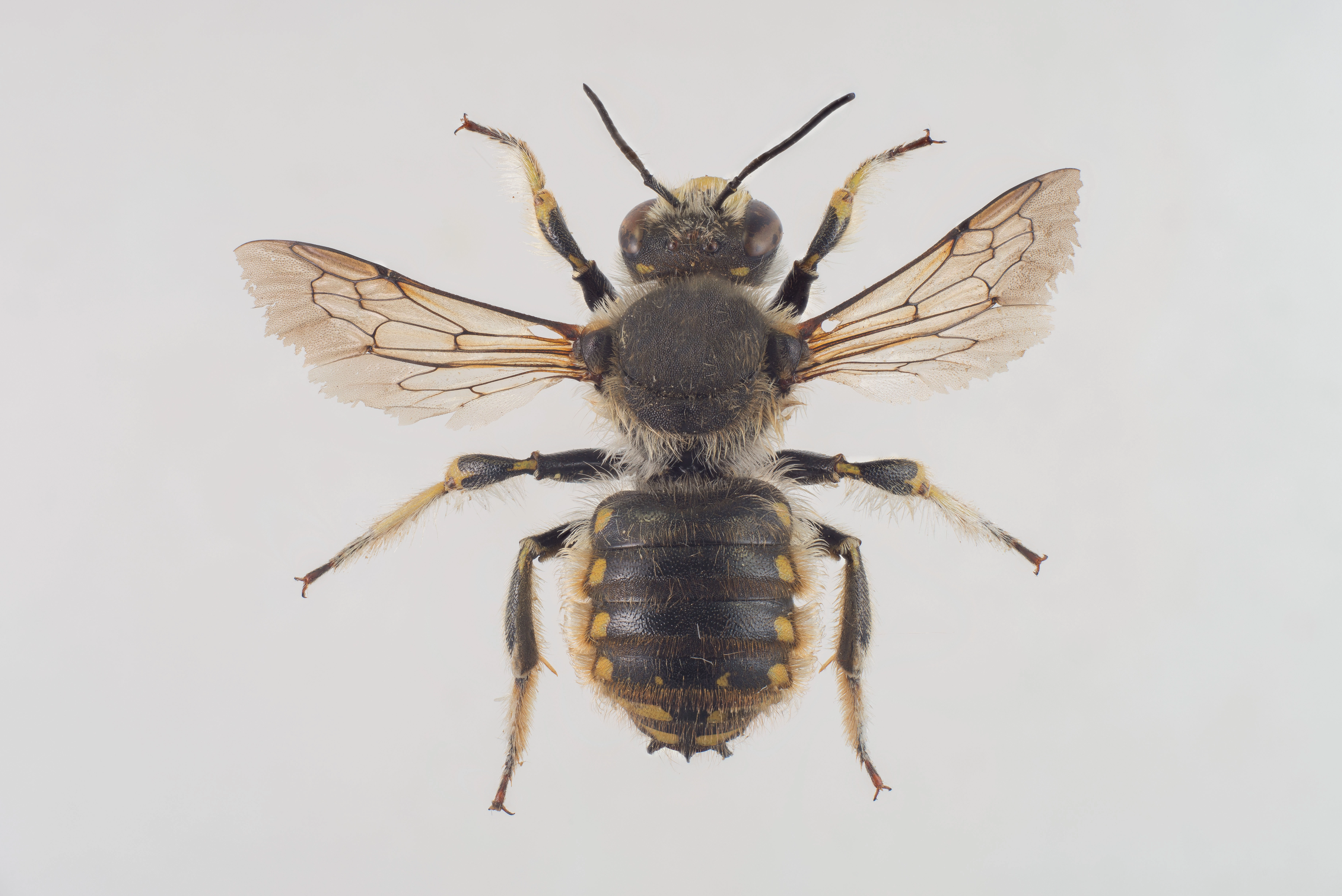 : Anthidium manicatum.