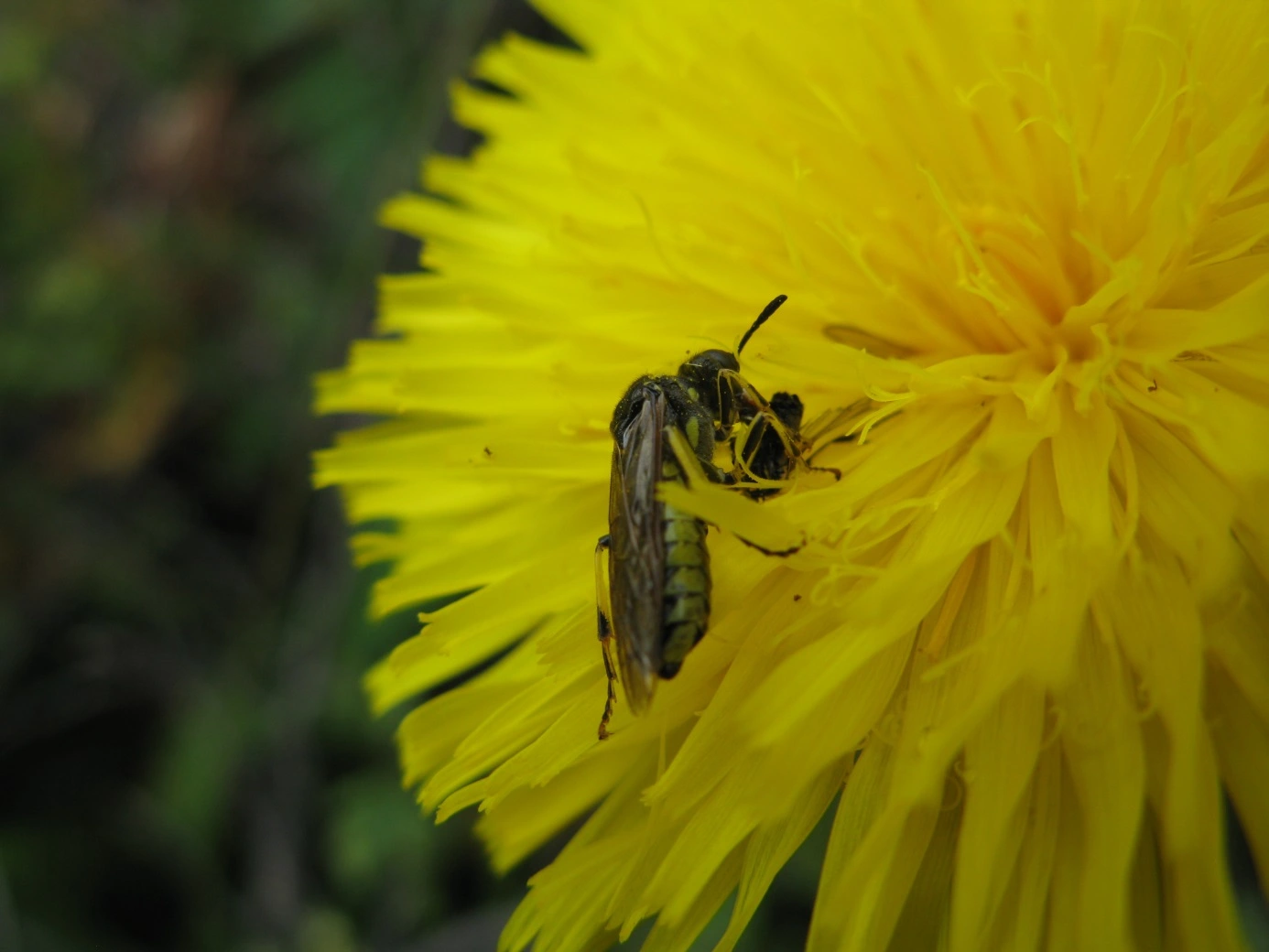 : Tenthredo brevicornis.