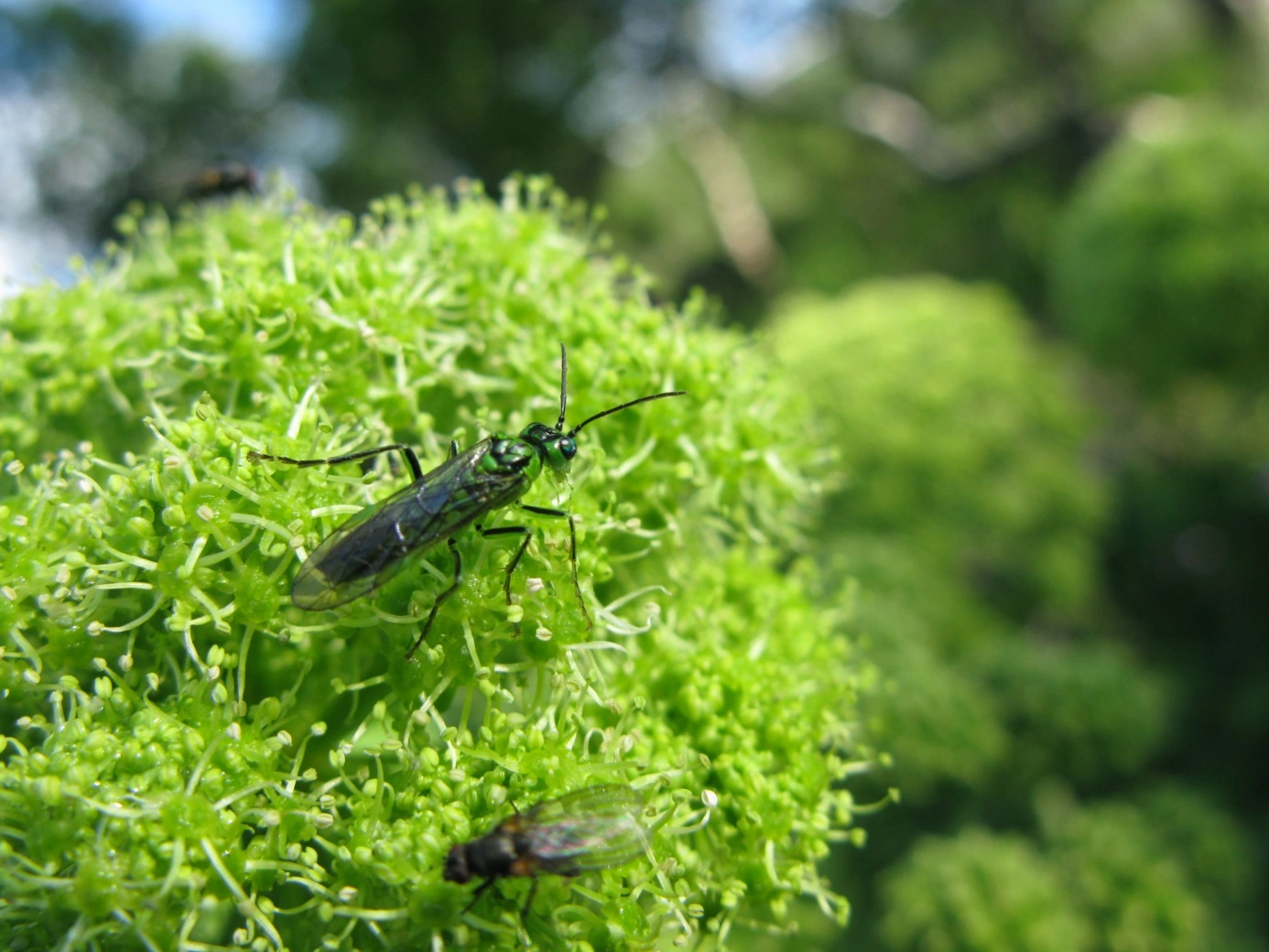 : Tenthredo olivacea.