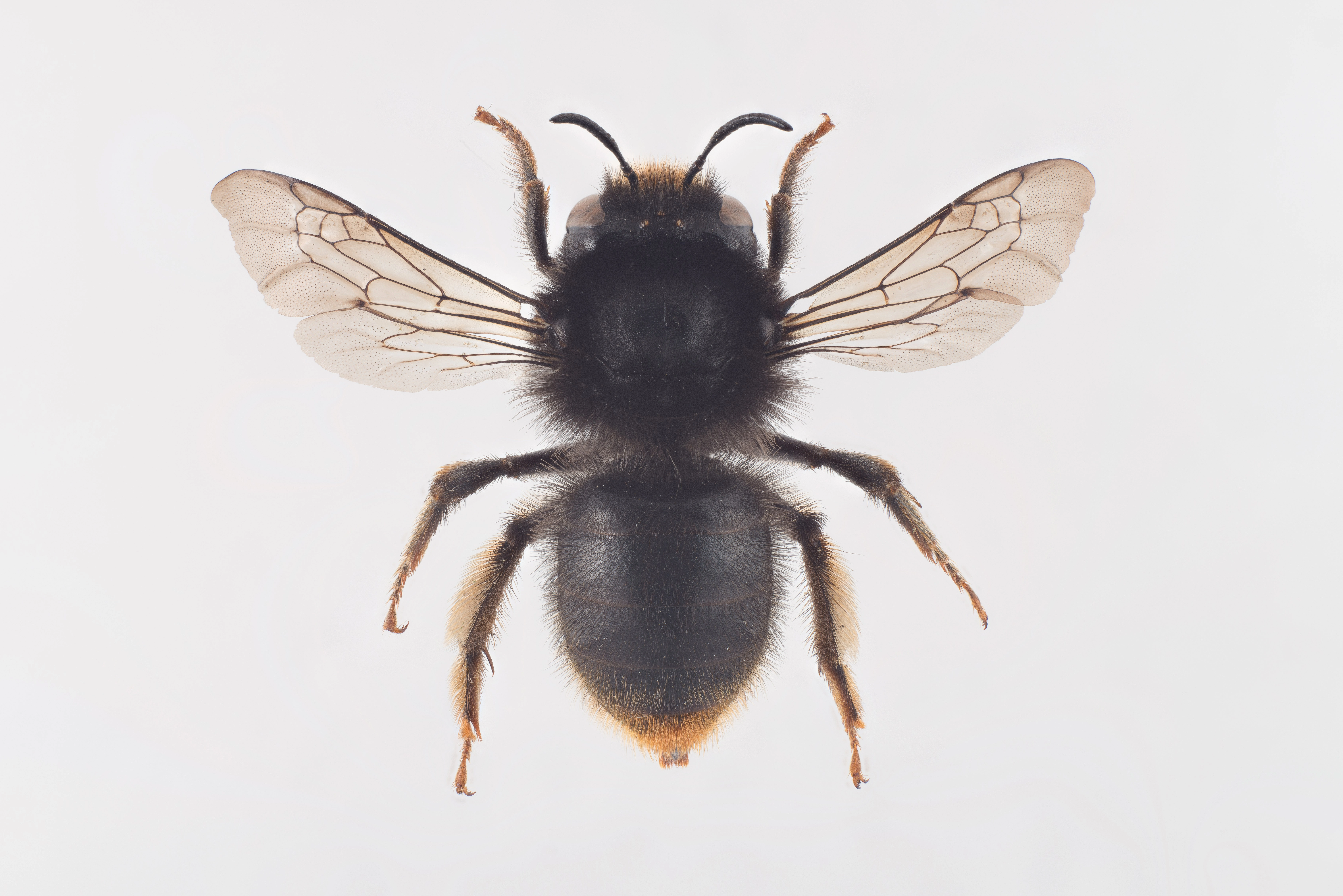 : Anthophora furcata.