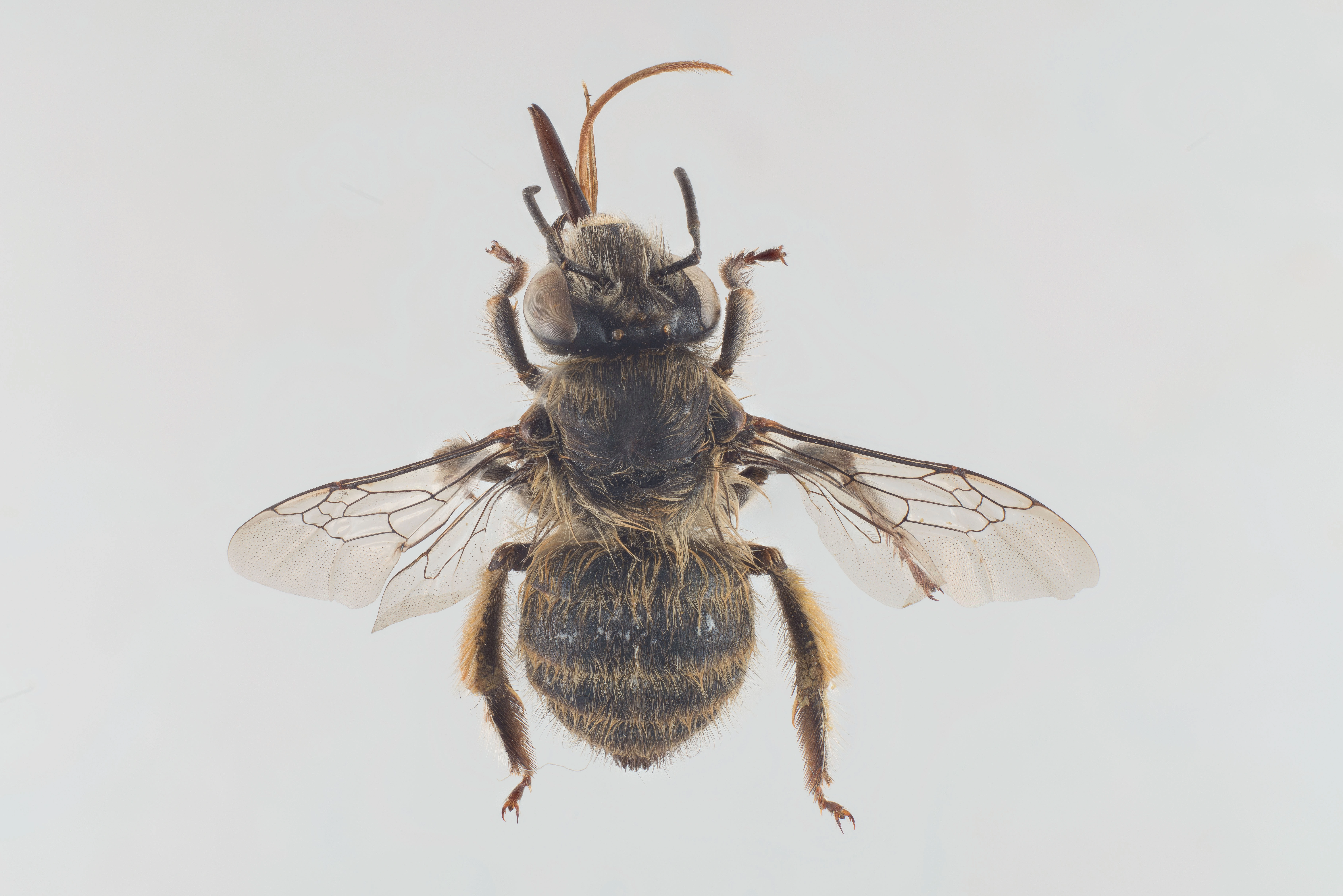 : Anthophora quadrimaculata.