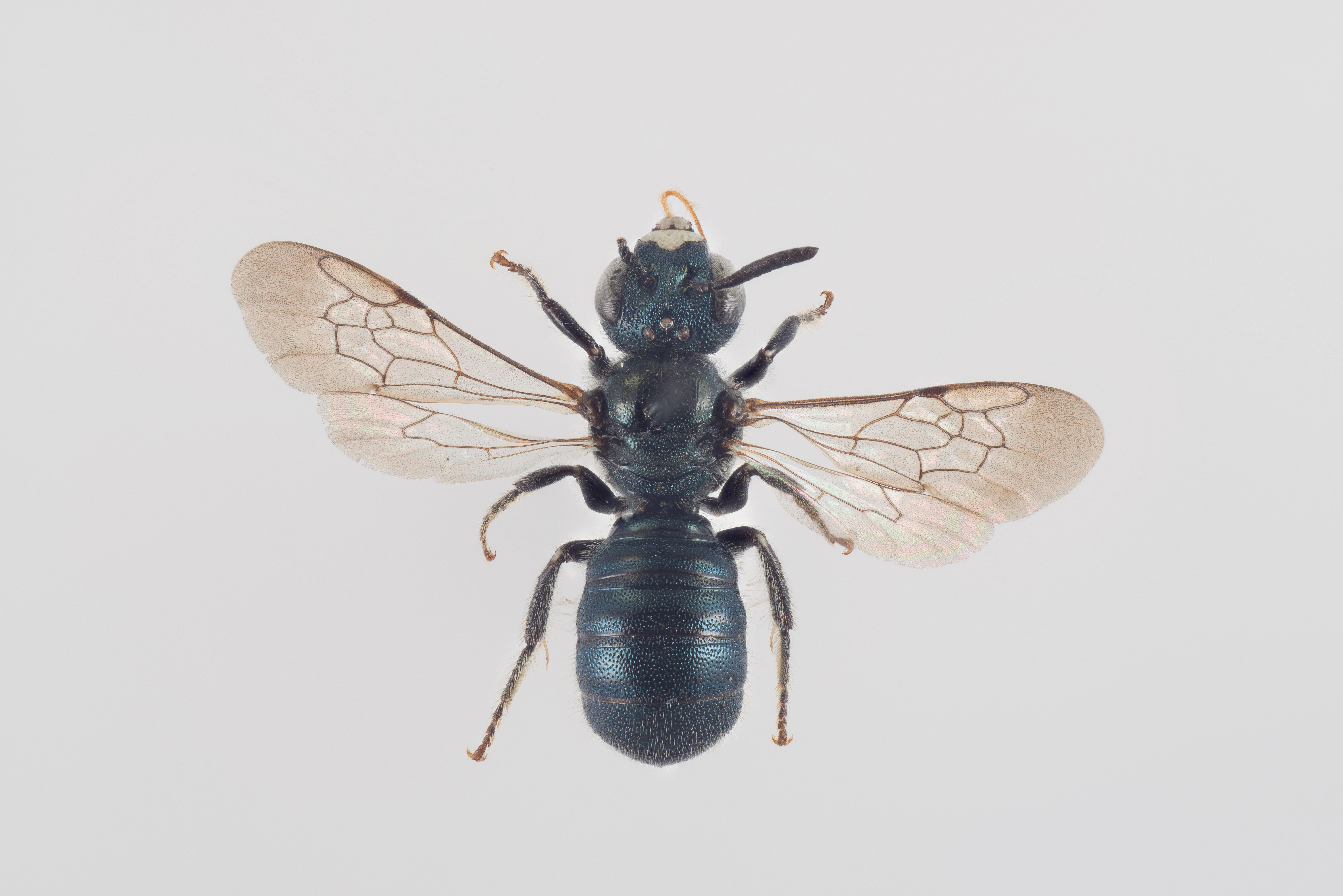 : Ceratina cyanea.