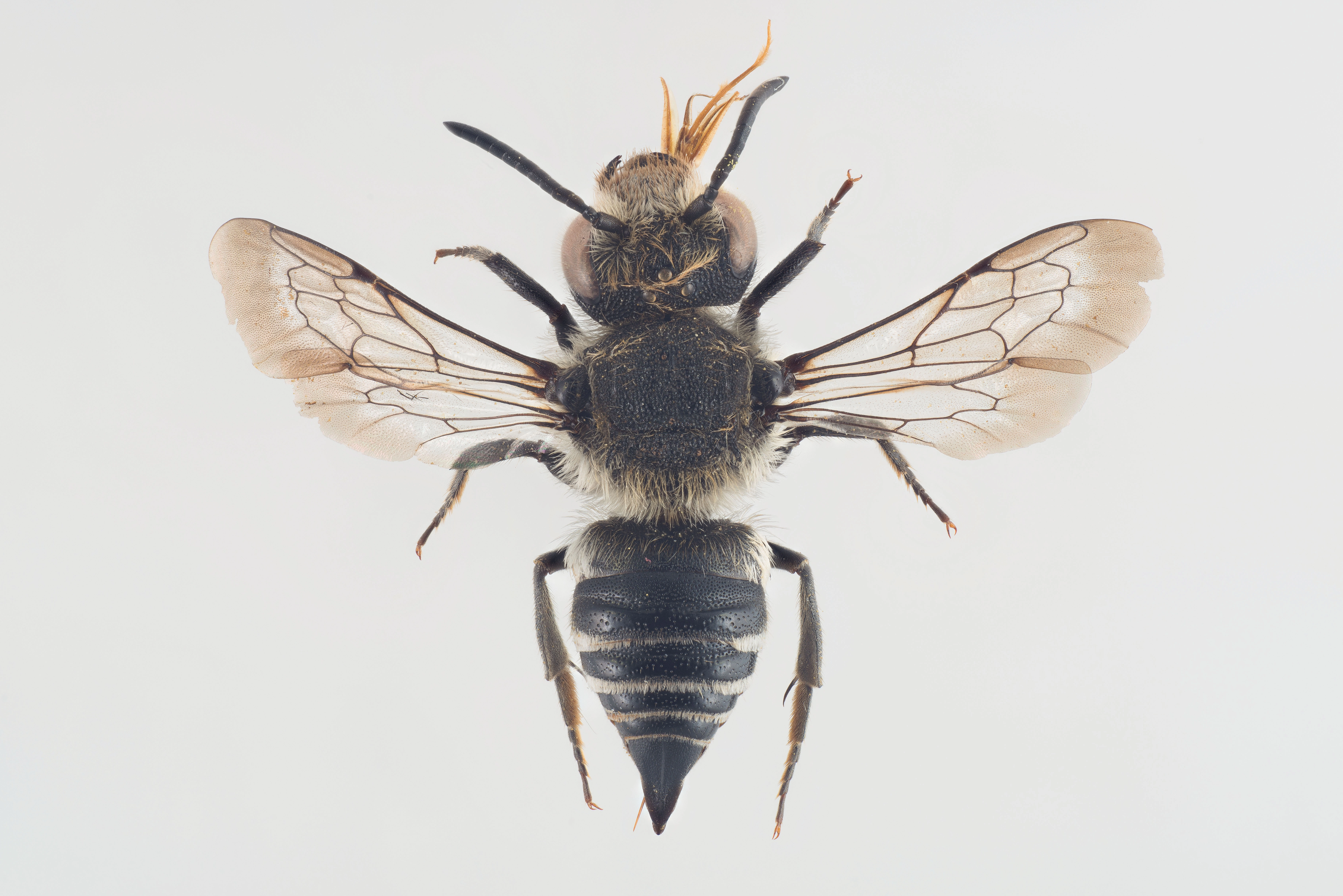 : Coelioxys quadridentatus.