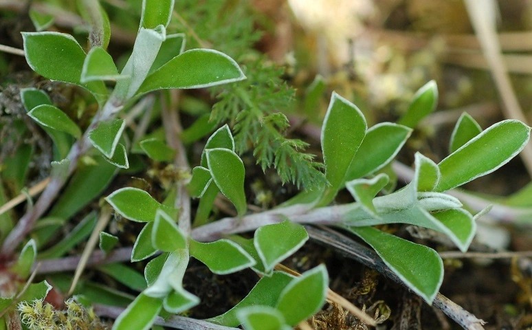 : Antennaria dioica.