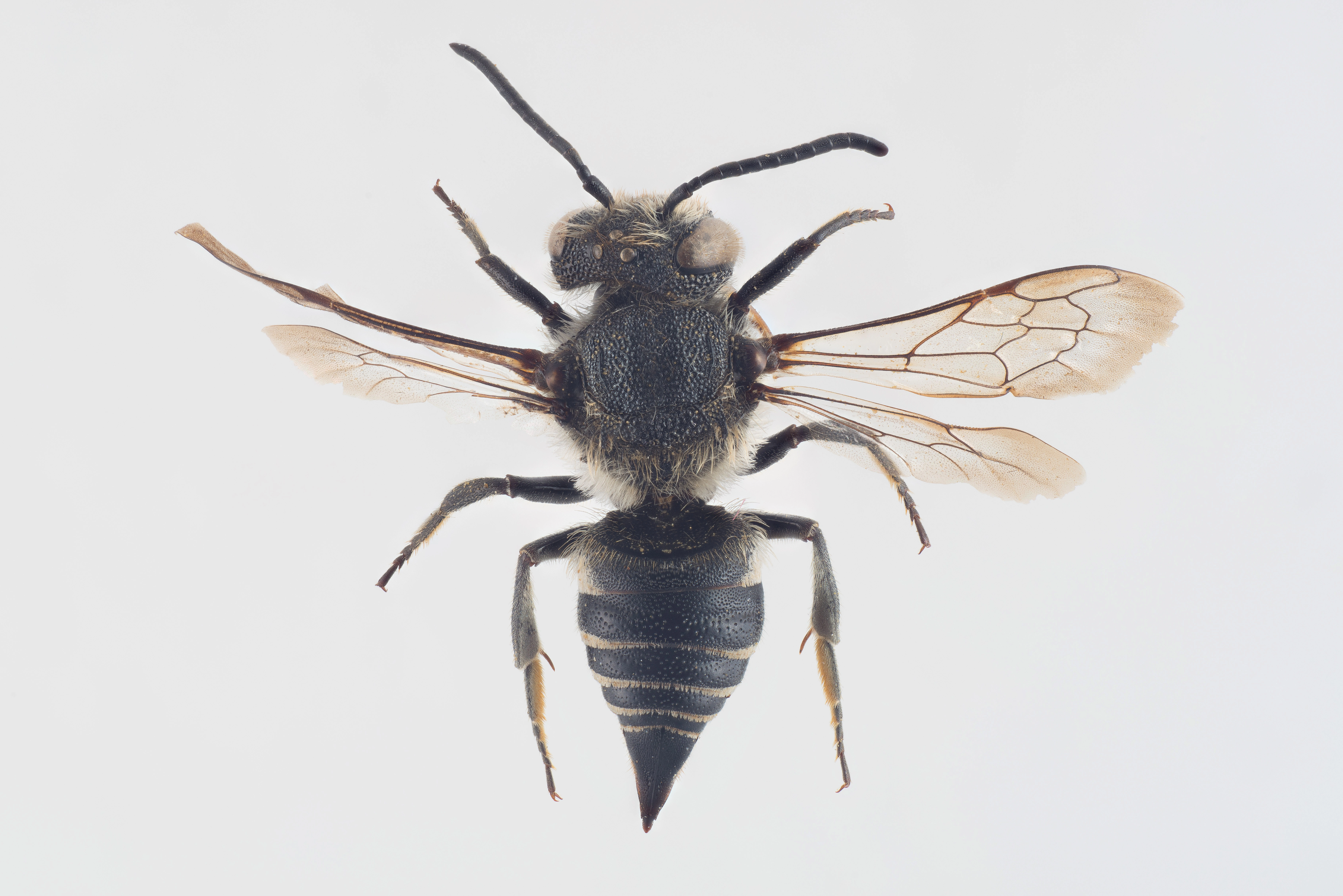 : Coelioxys elongatus.