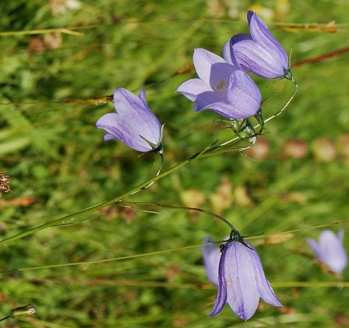 : Campanula rotundifolia rotundifolia.