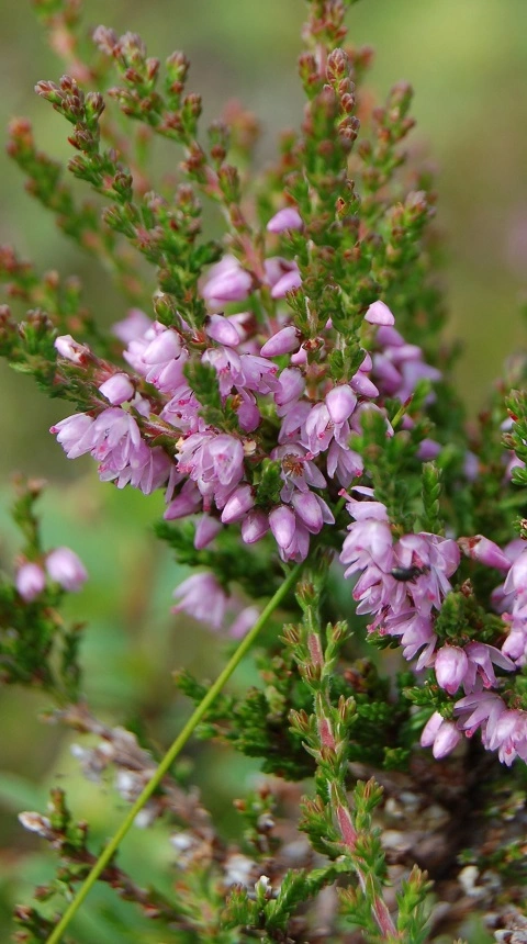 : Calluna vulgaris.