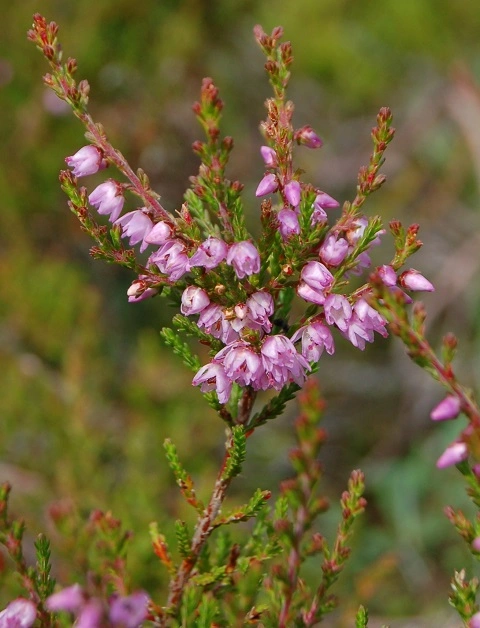 : Calluna vulgaris.