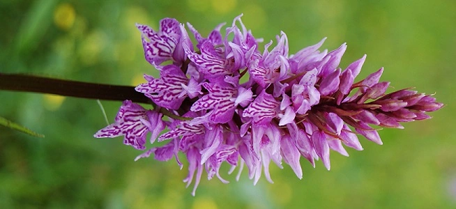 : Dactylorhiza maculata fuchsii.