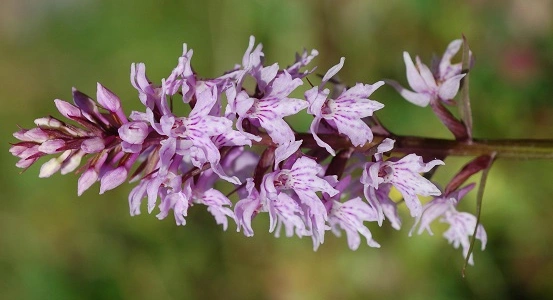 : Dactylorhiza maculata fuchsii.