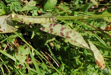 : Dactylorhiza maculata fuchsii.