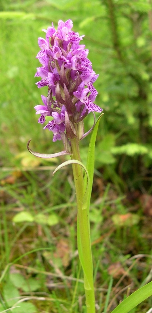 : Dactylorhiza incarnata.