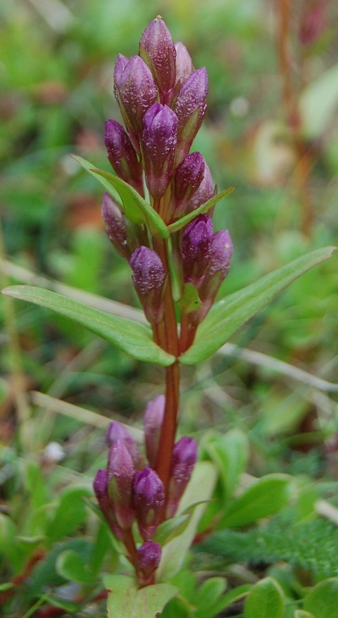 : Gentianella.