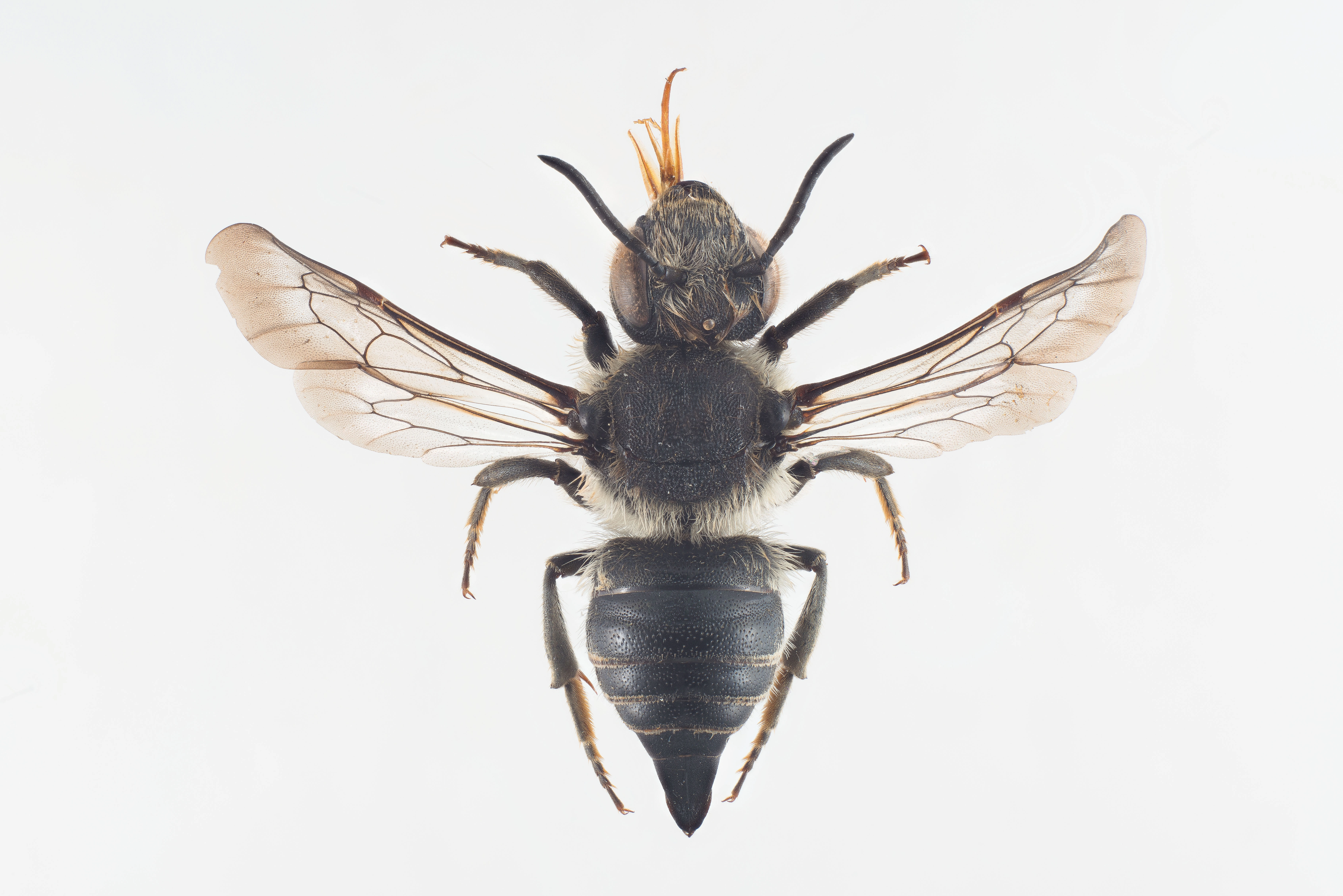 : Coelioxys lanceolatus.