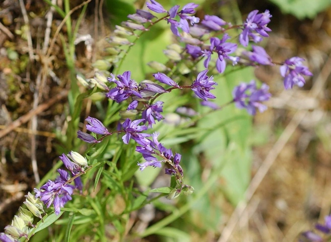 : Polygala.