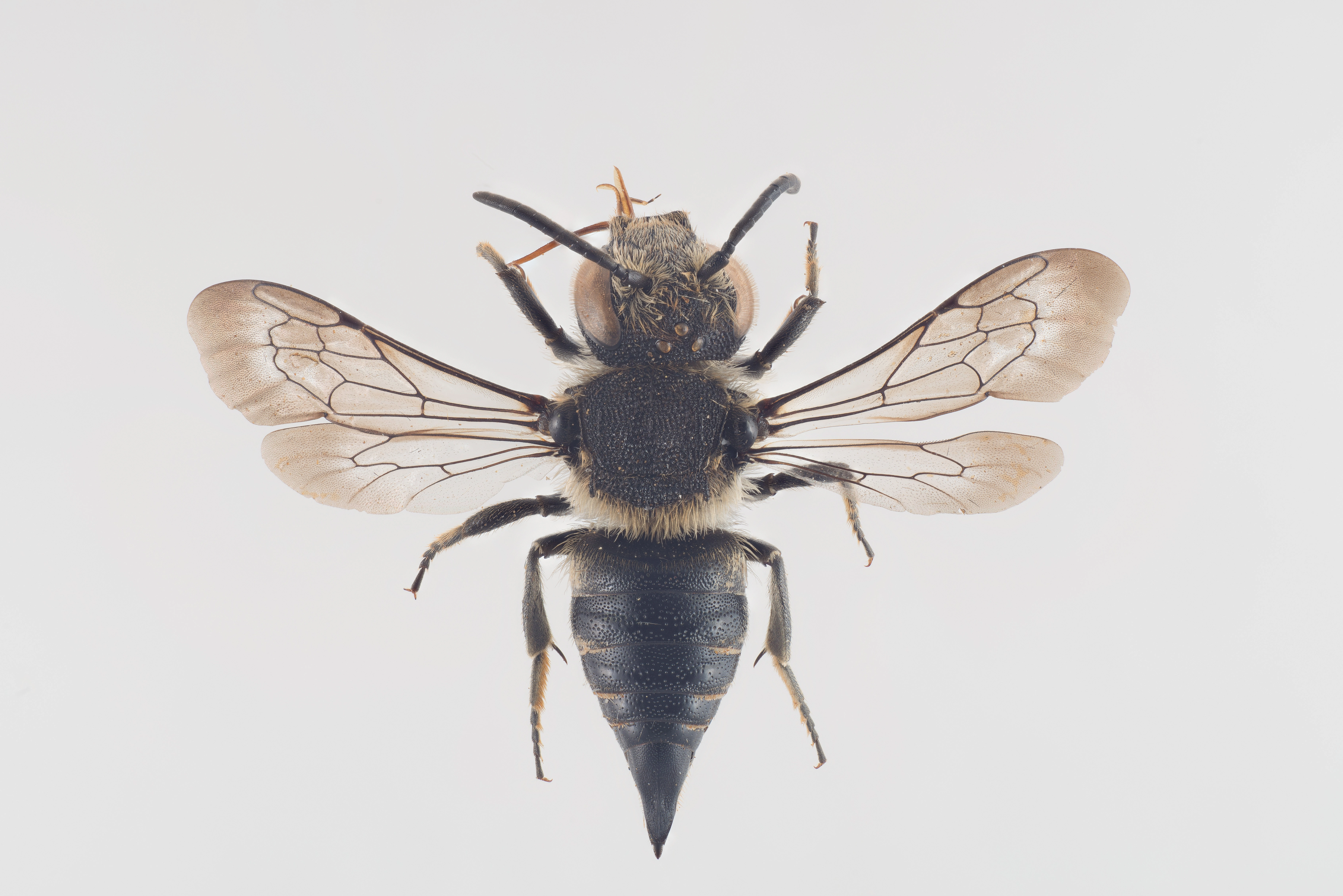 : Coelioxys mandibularis.