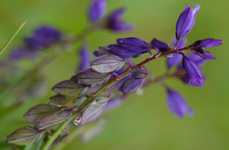 : Polygala.