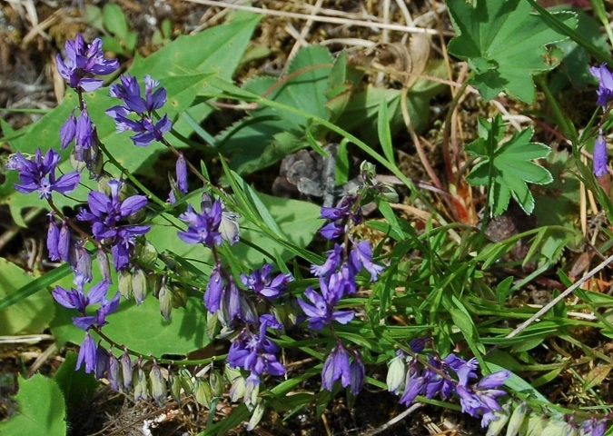 : Polygala.