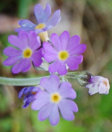 : Primula scandinavica.