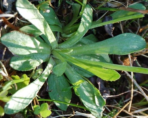 : Primula scandinavica.