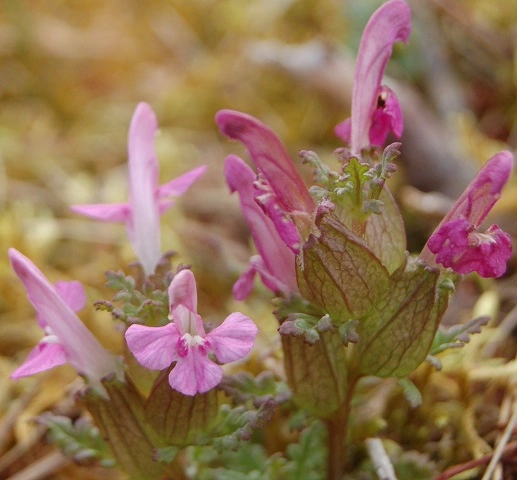 : Pedicularis sylvatica sylvatica.