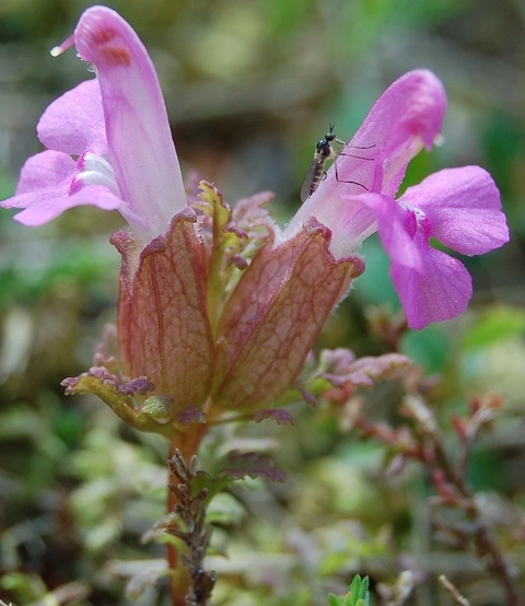 : Pedicularis sylvatica sylvatica.