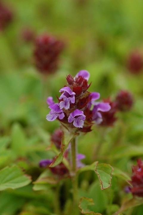 : Prunella vulgaris.