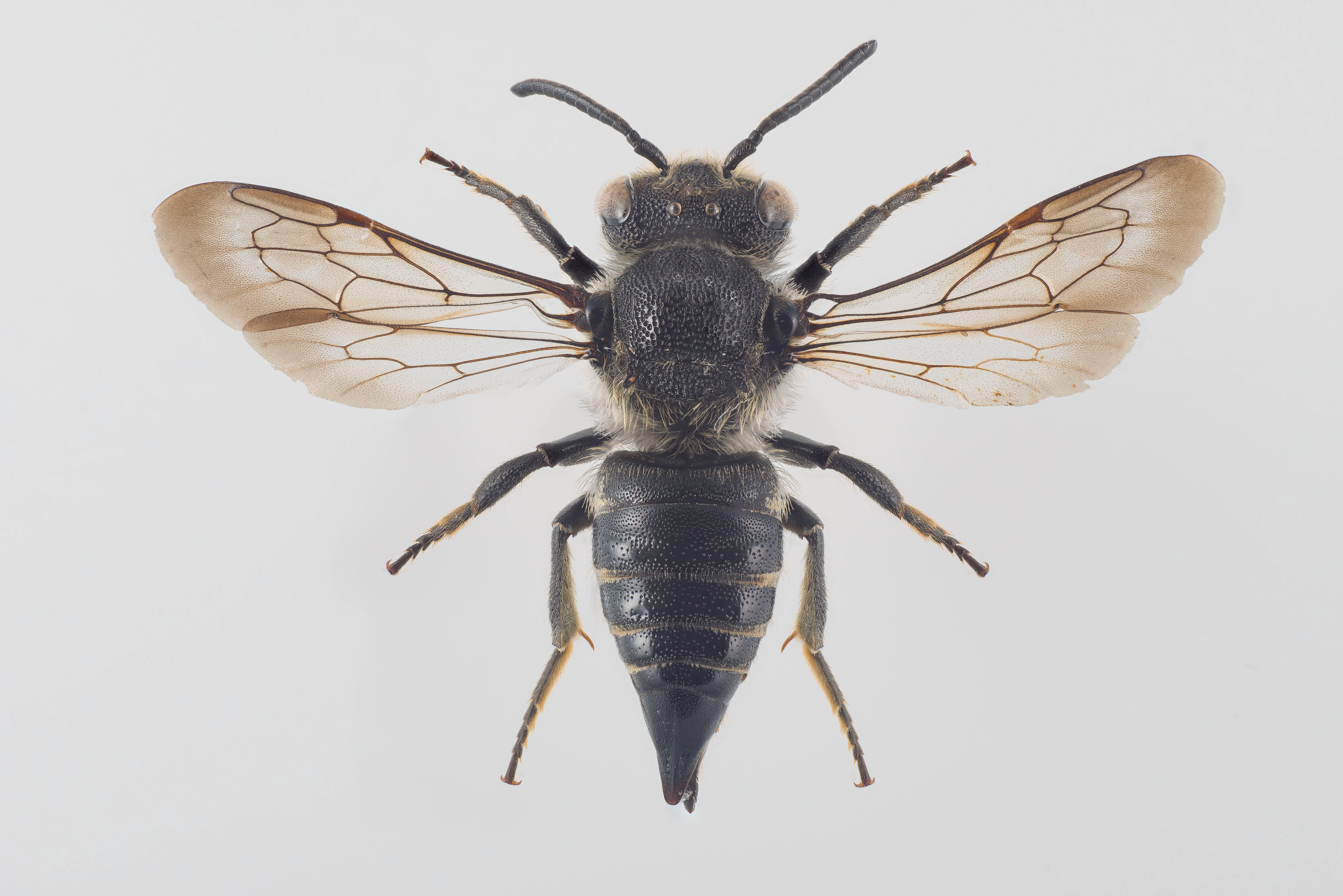 : Coelioxys rufescens.