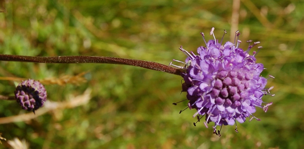 : Succisa pratensis.