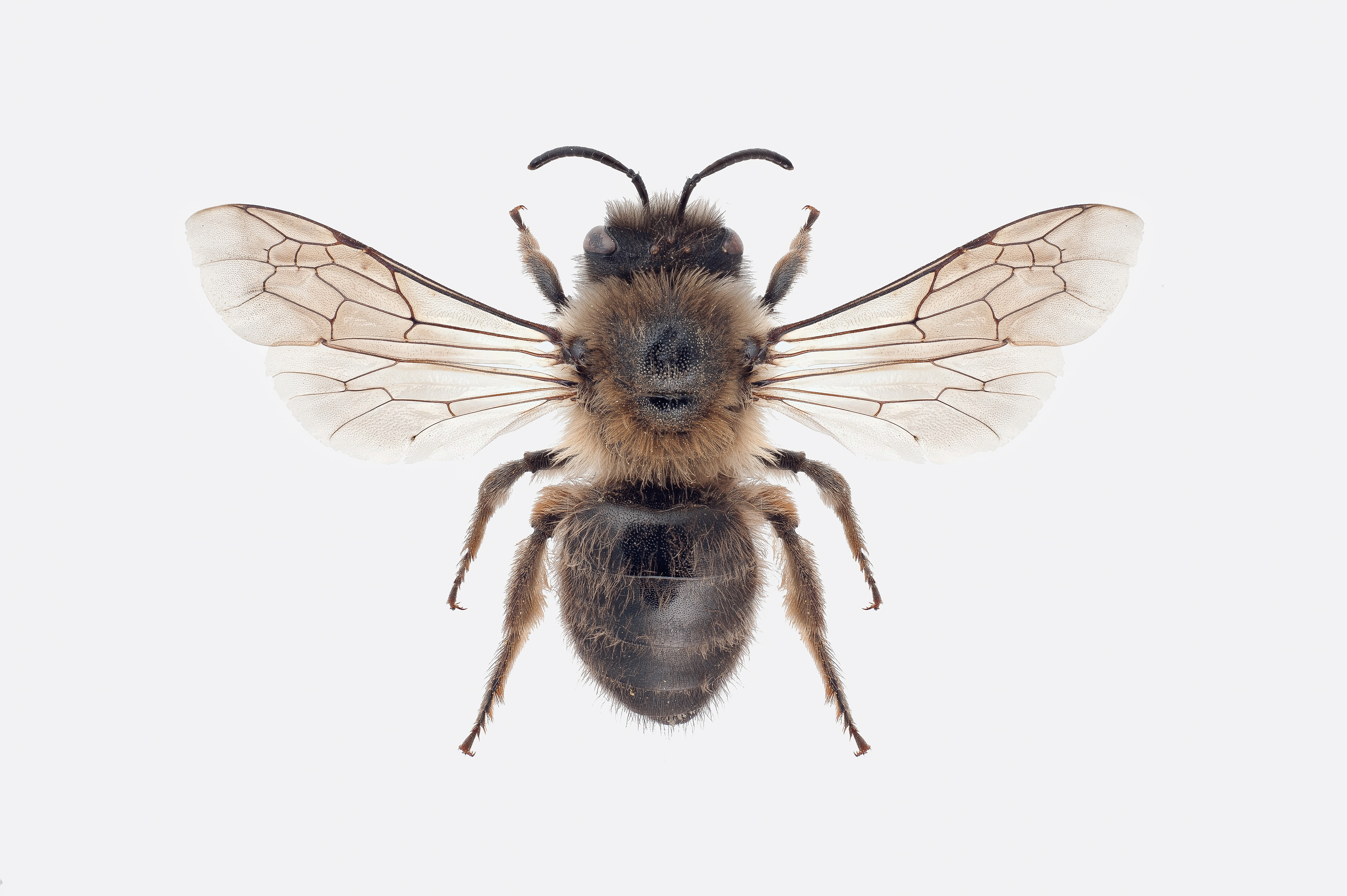 : Colletes cunicularius.