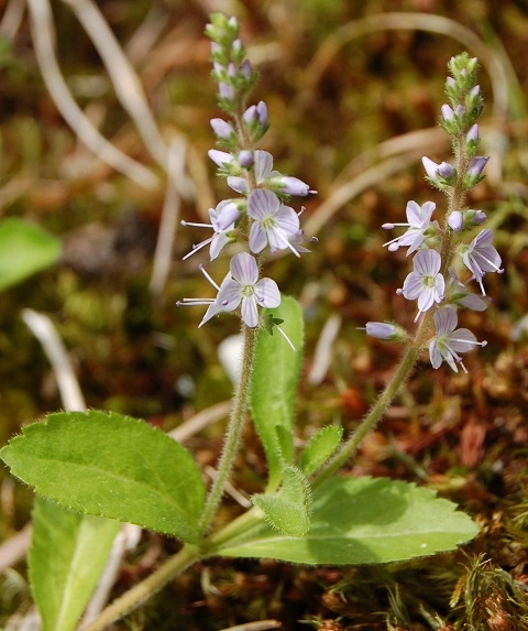 : Veronica officinalis.