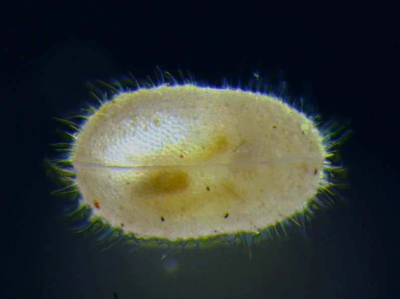 : Paracandona euplectella.