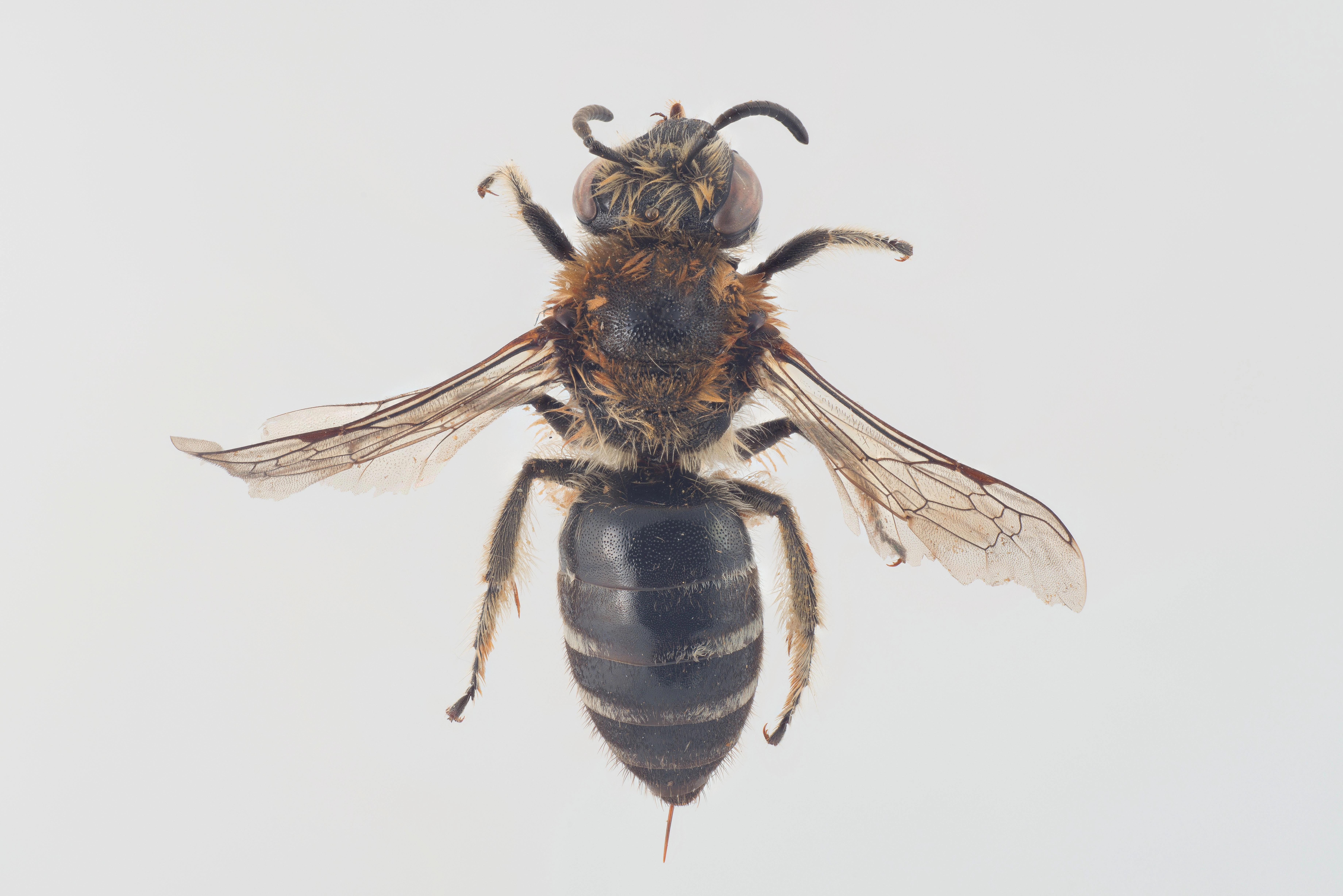 : Colletes daviesanus.