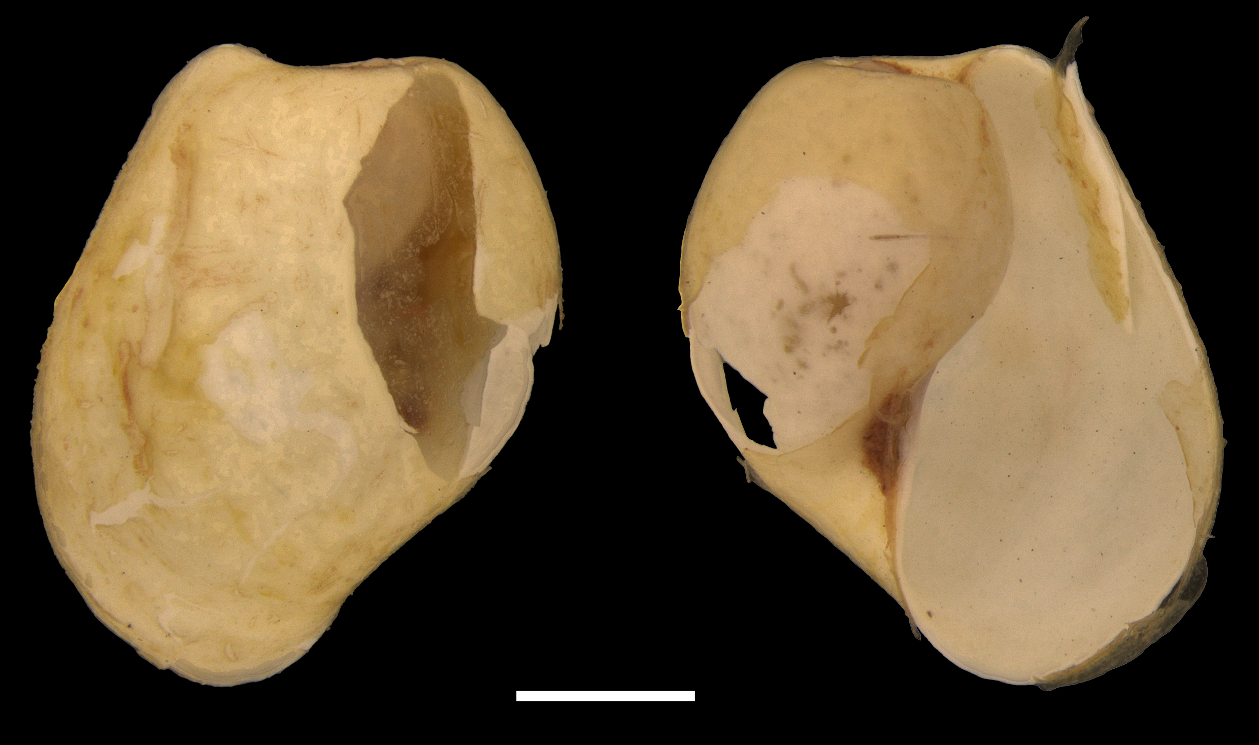 : Diaphana glacialis.