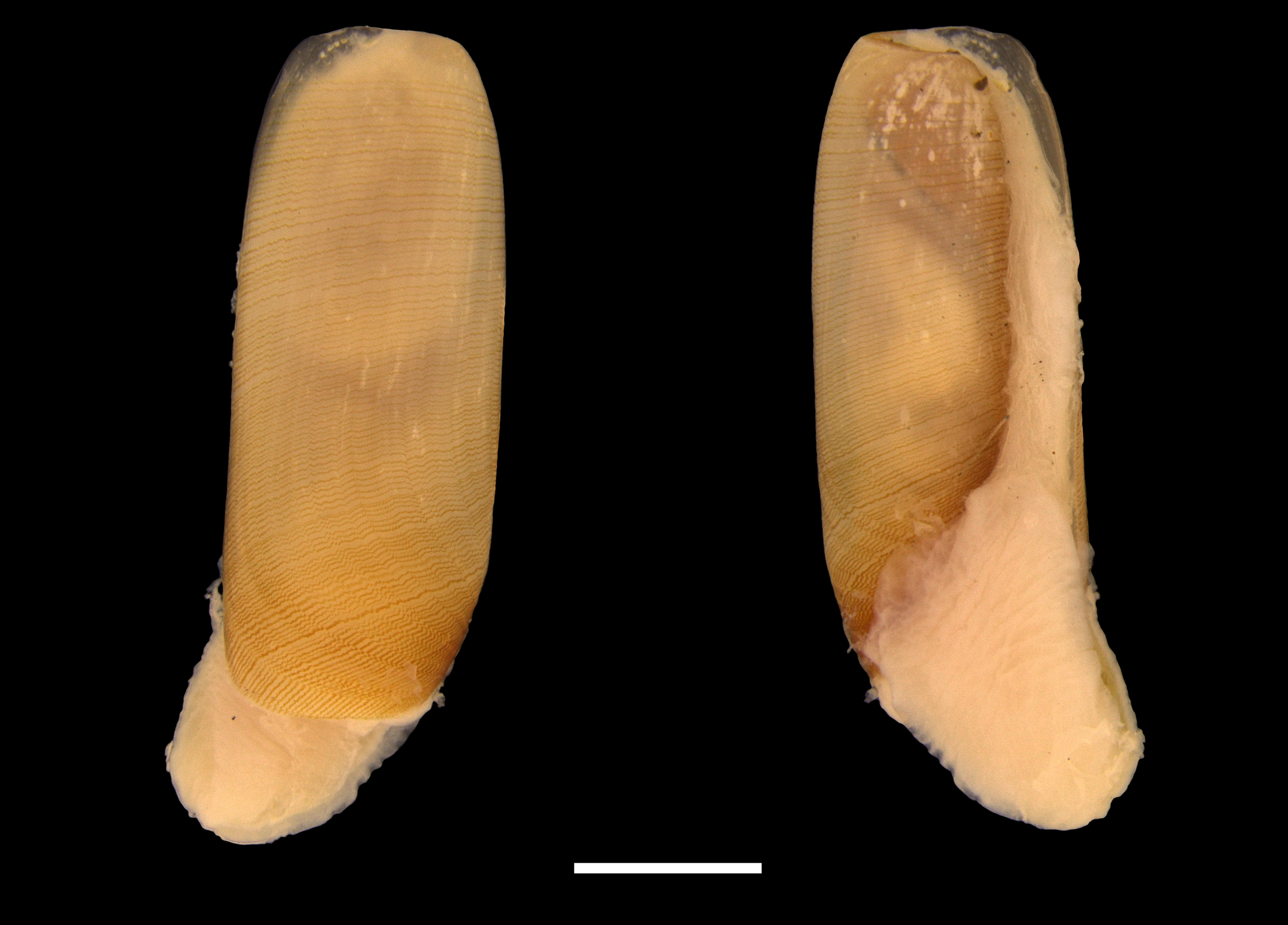 : Cylichna cylindracea.