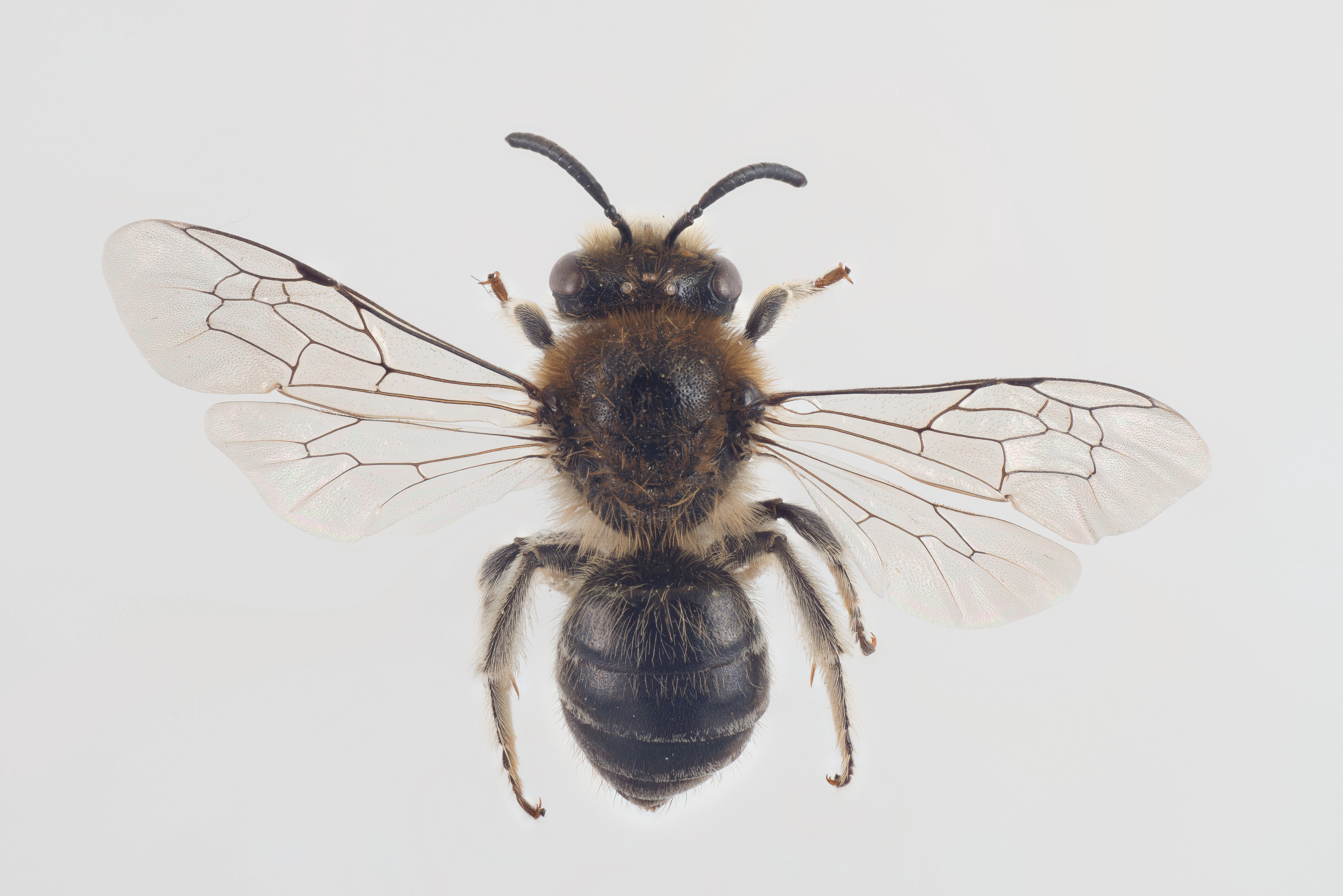 : Colletes impunctatus.