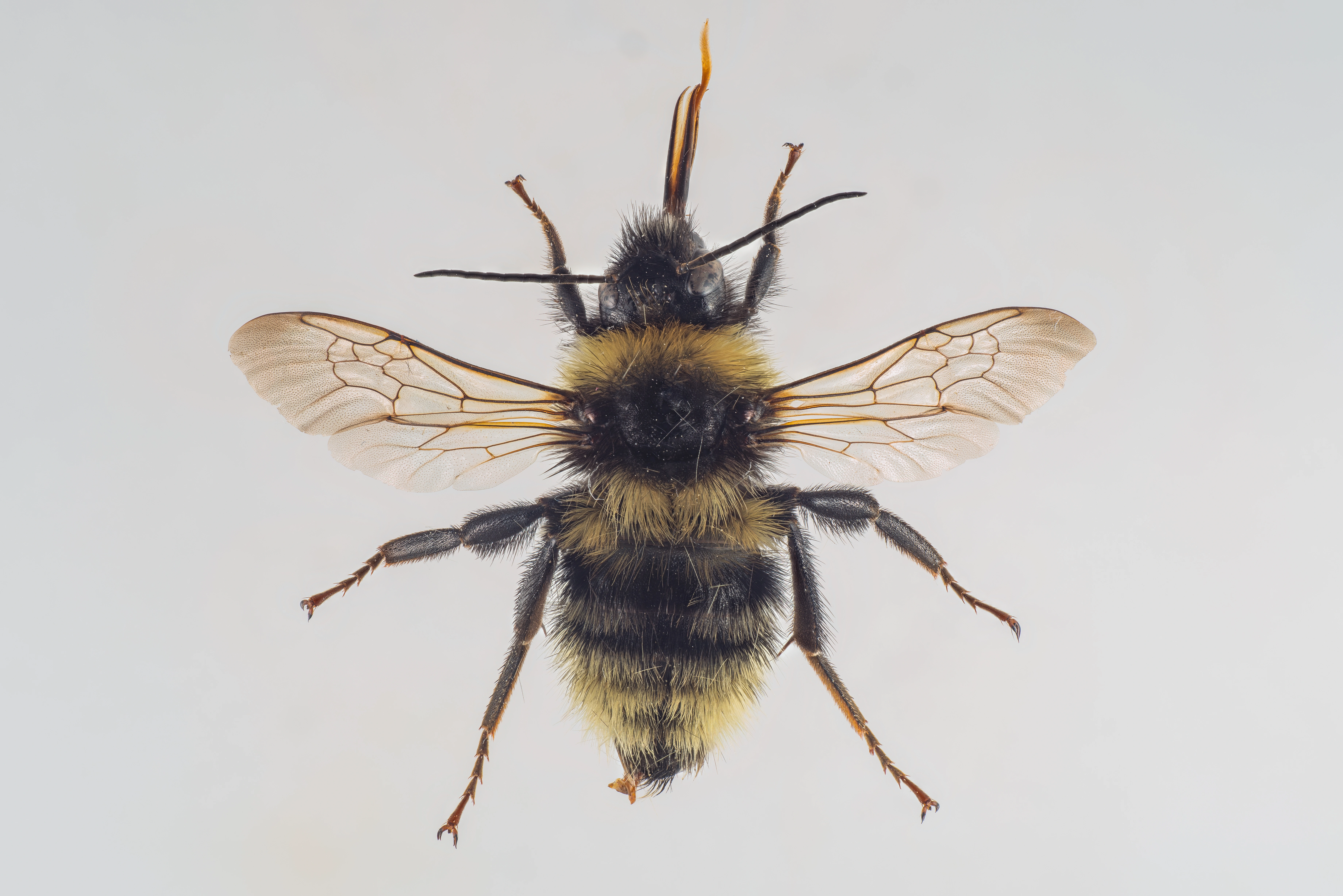 : Bombus subterraneus.