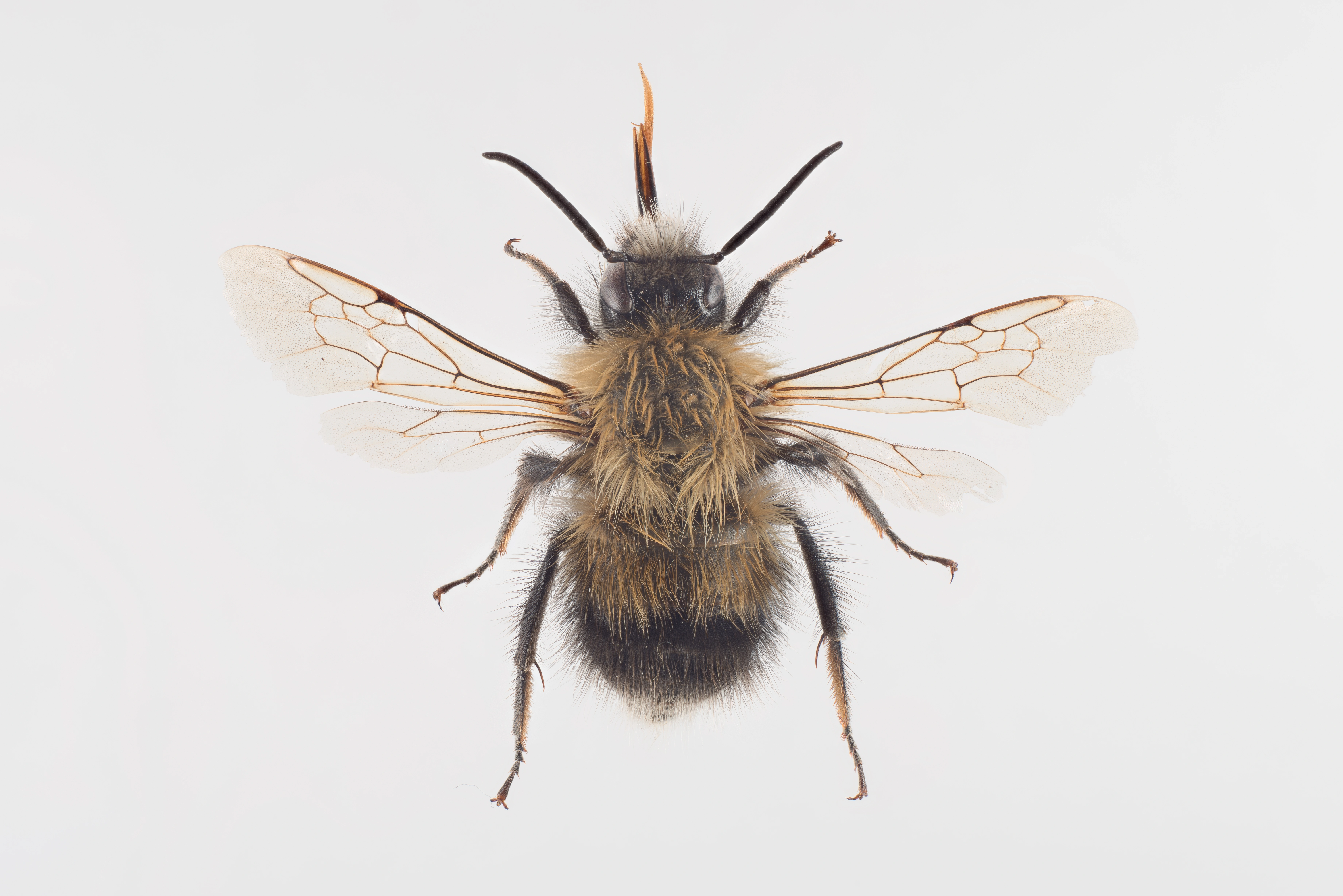 : Bombus (Pyrobombus) cingulatus.