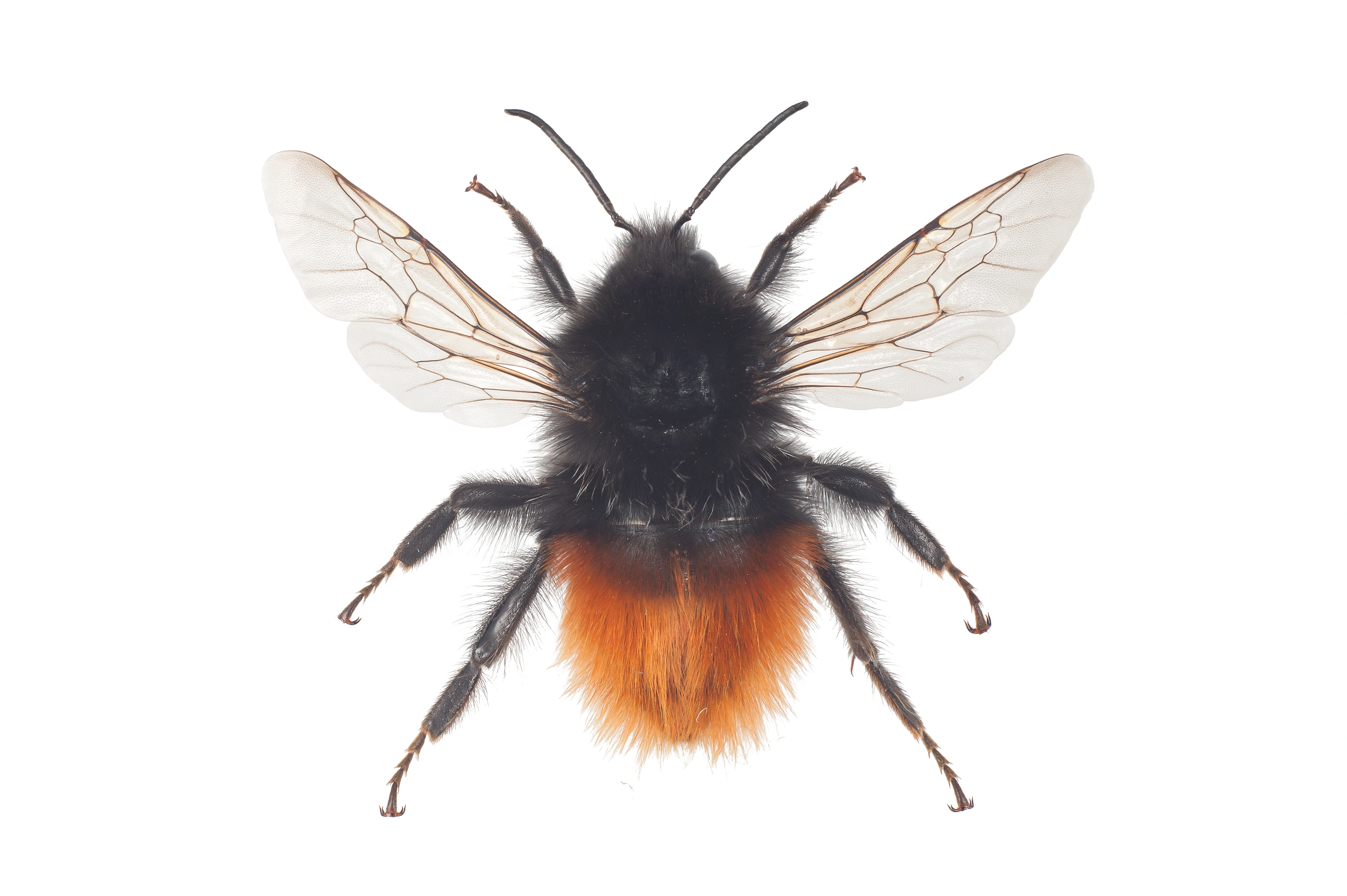 : Bombus alpinus.