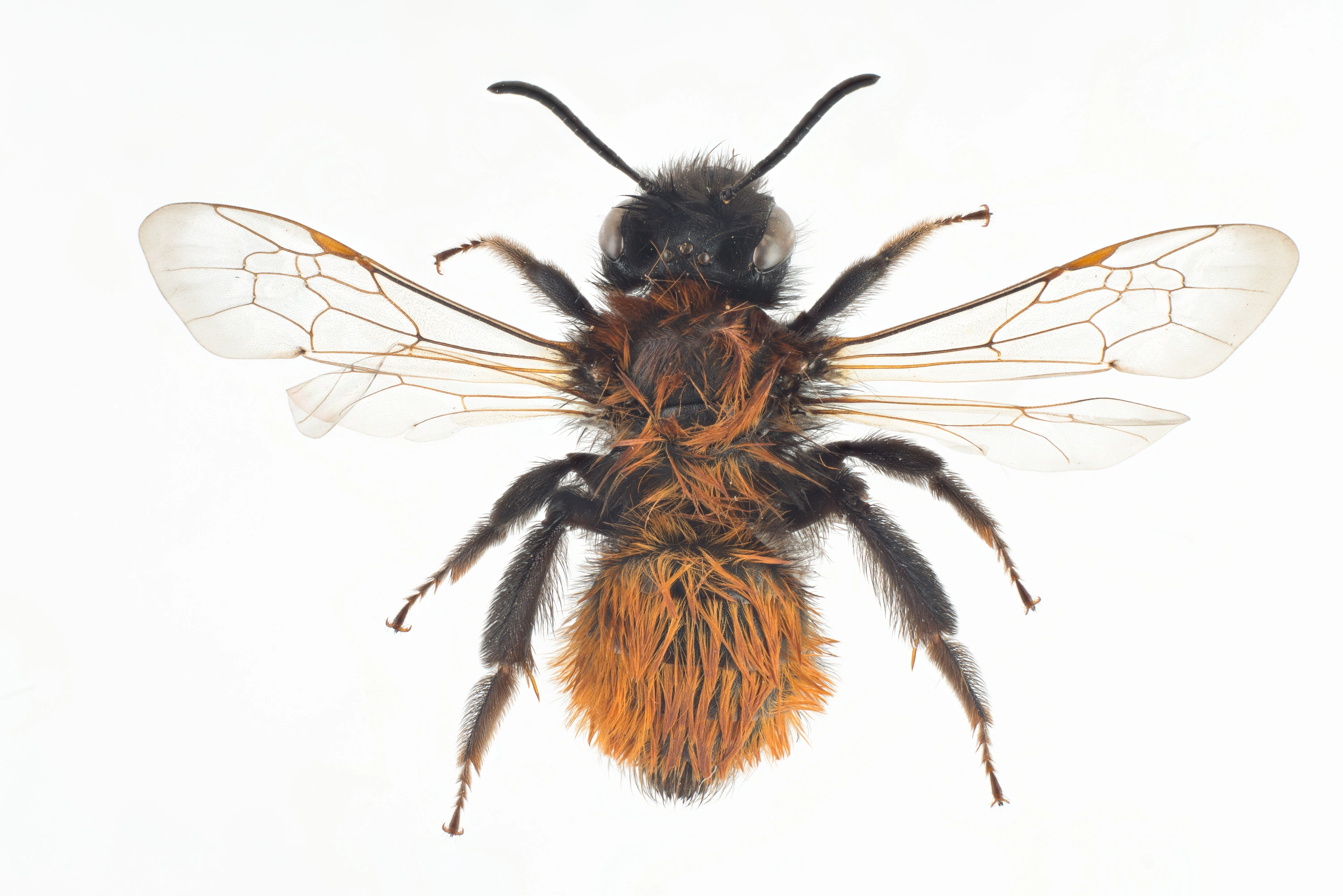 : Andrena fulva.