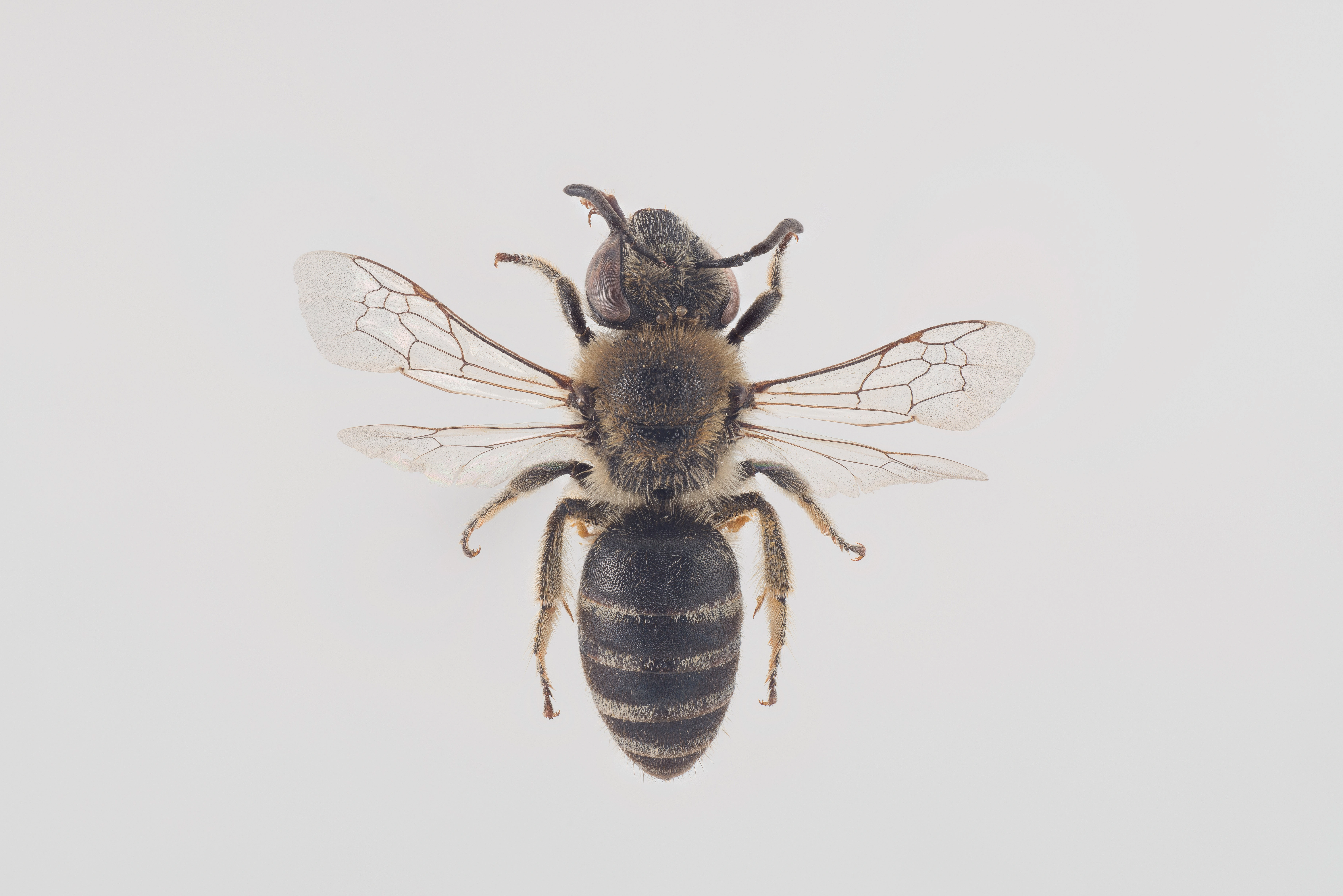 : Colletes marginatus.