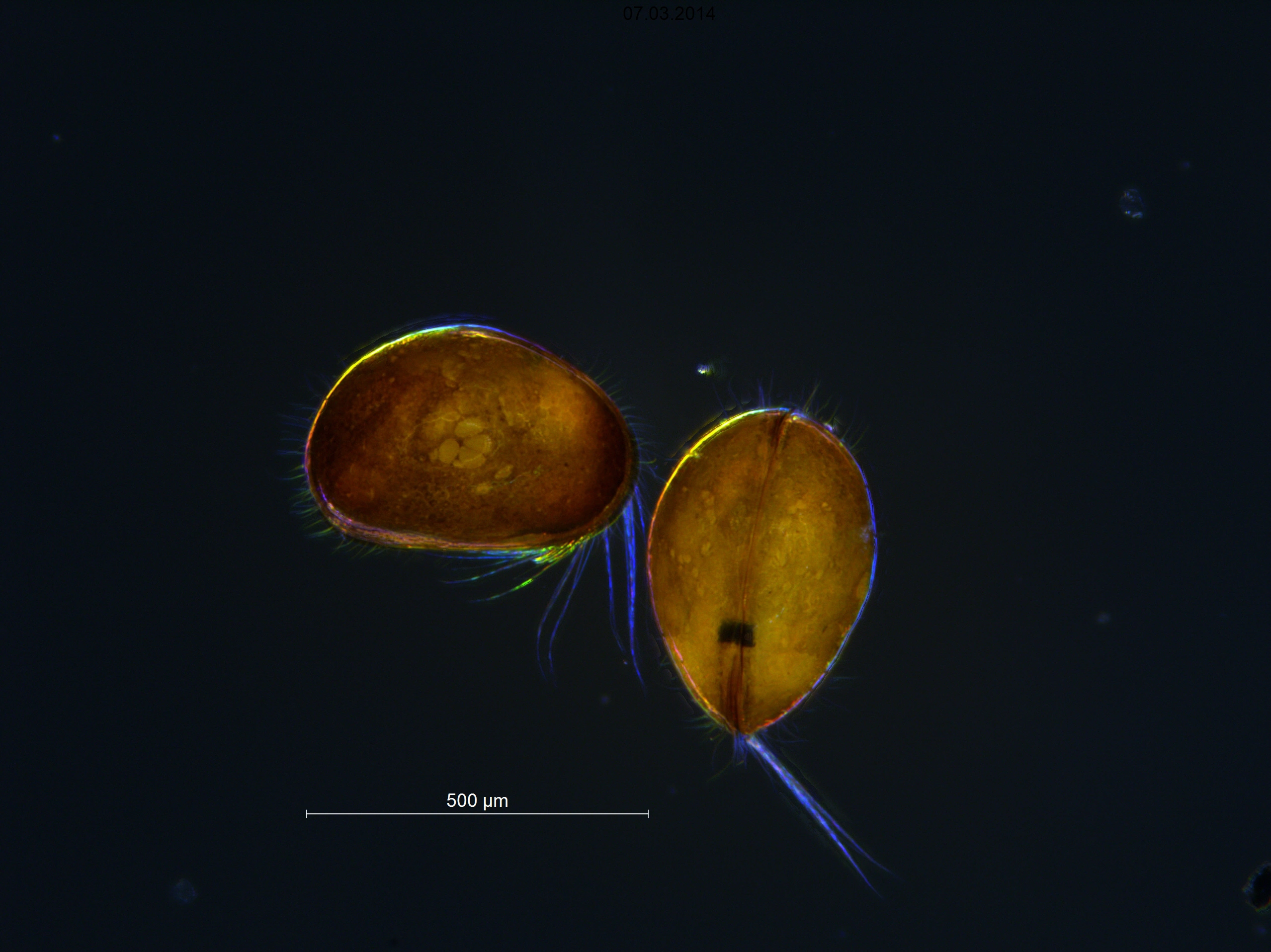 : Cyclocypris ovum.