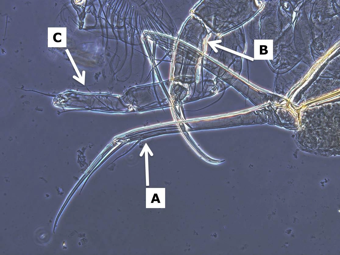 : Cypris pubera.