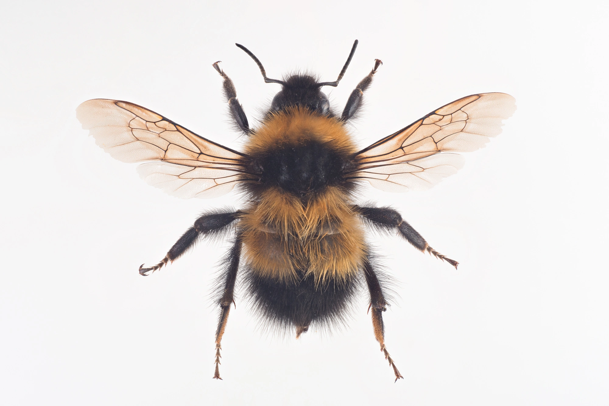 : Bombus hyperboreus.