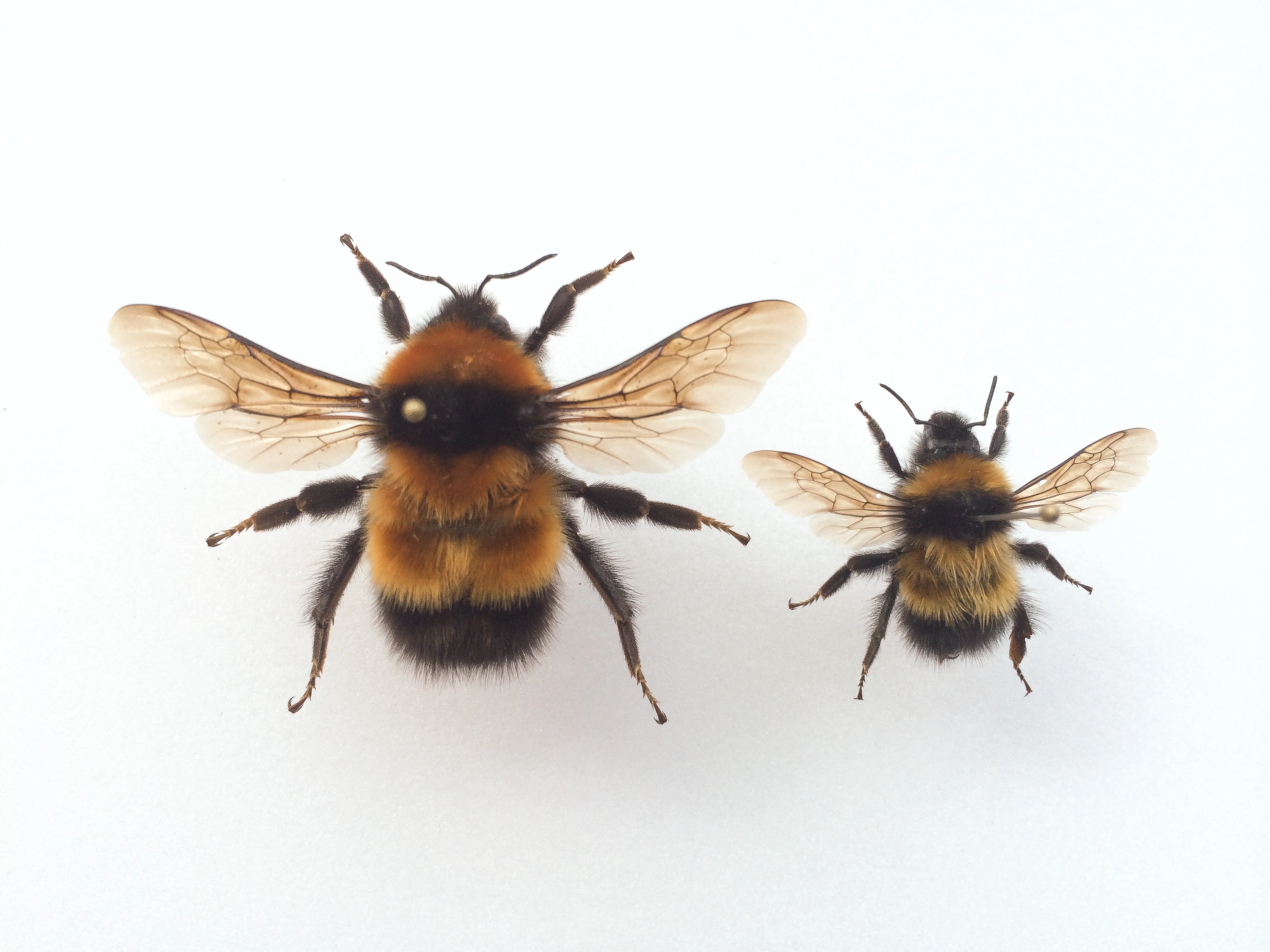 : Bombus hyperboreus.