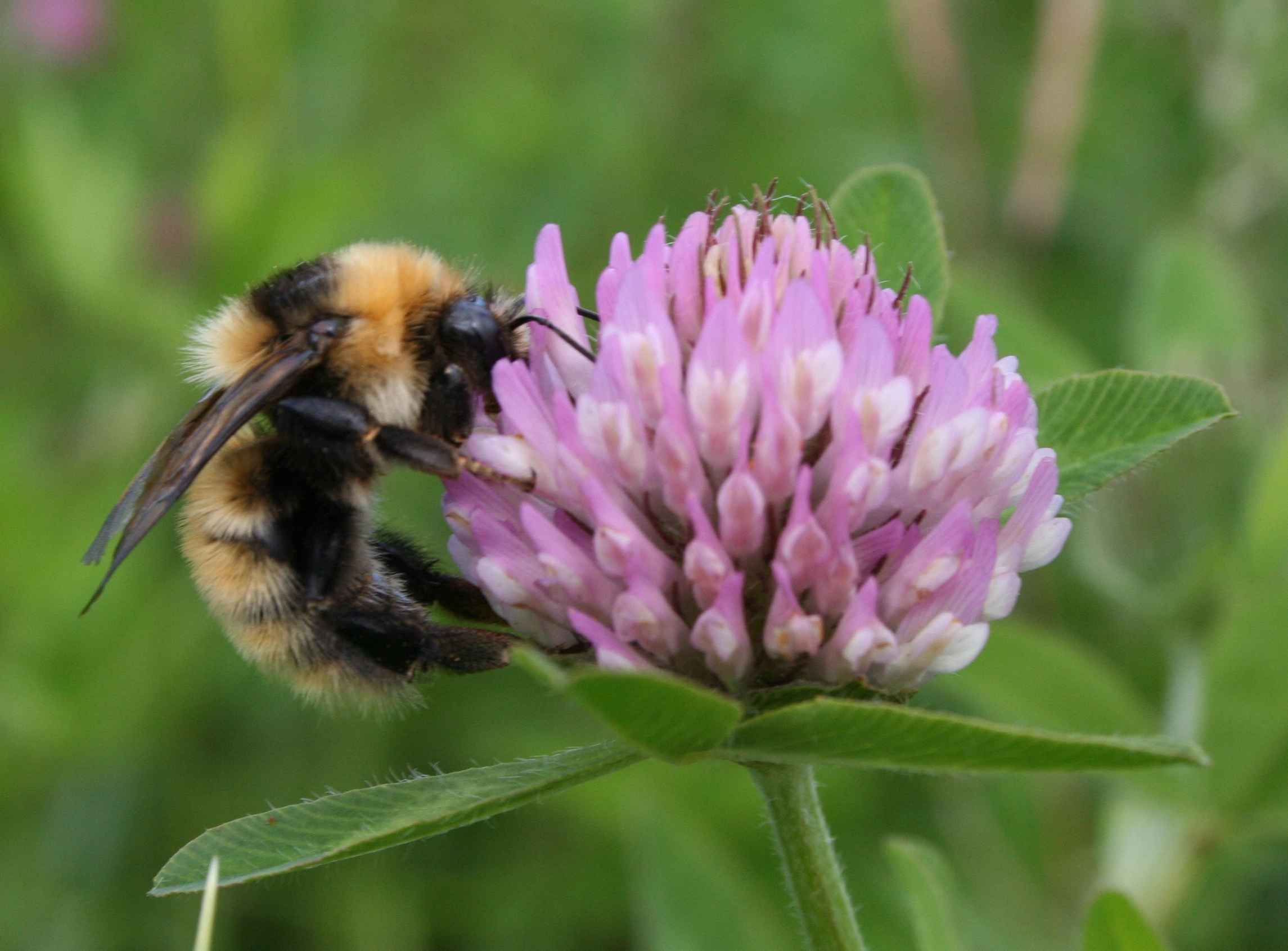 : Bombus distinguendus.