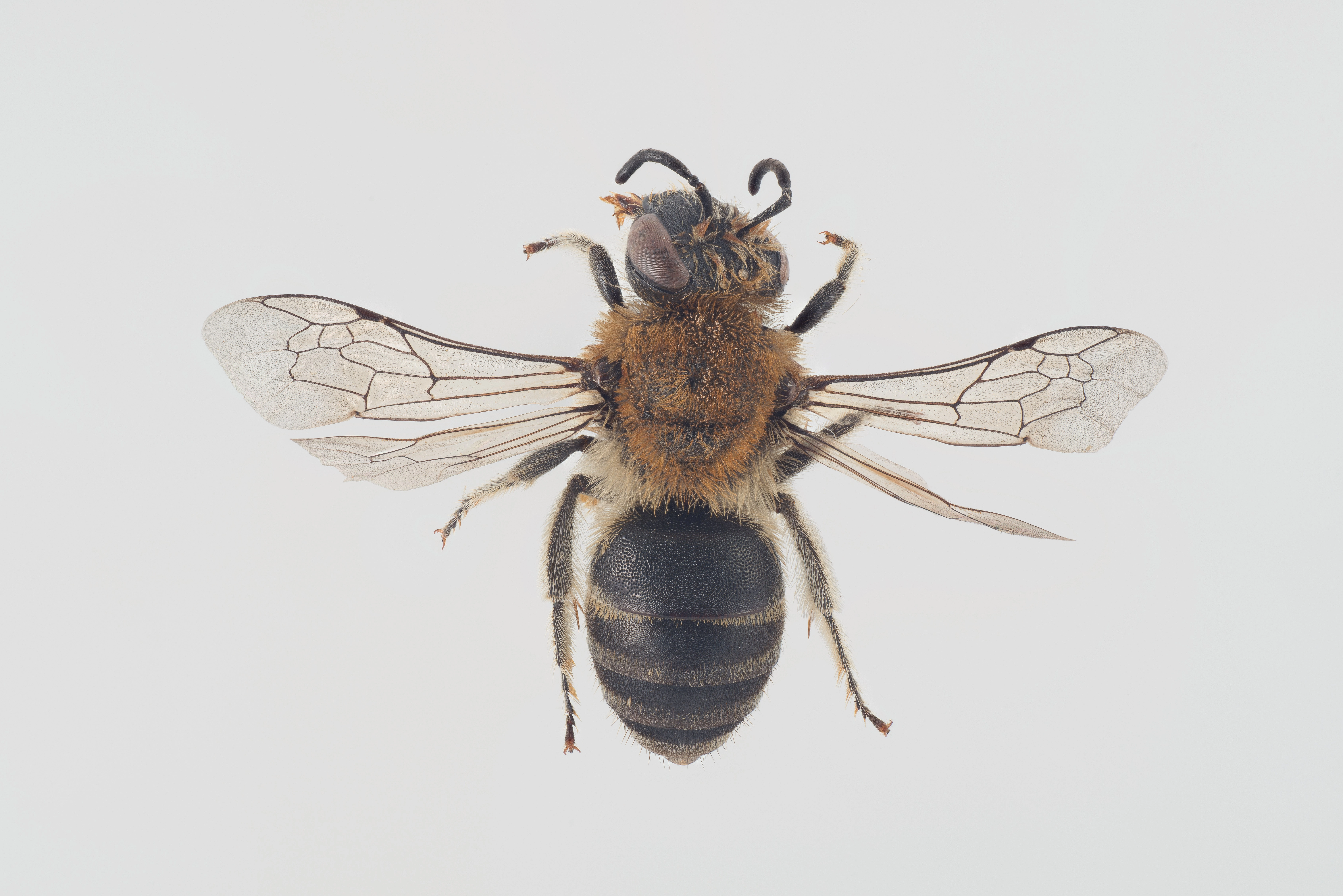 : Colletes similis.