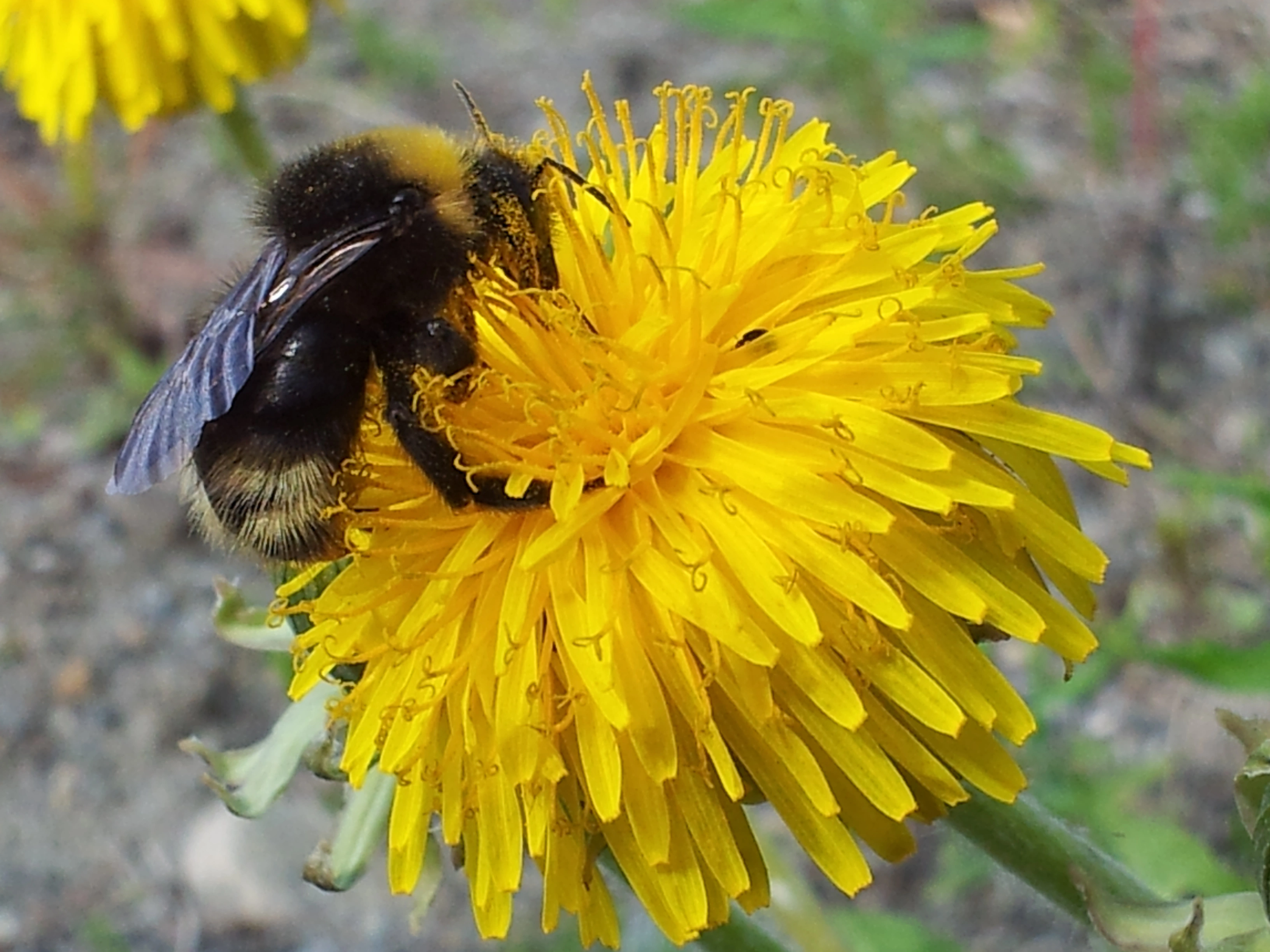 : Bombus (Psithyrus) norvegicus.