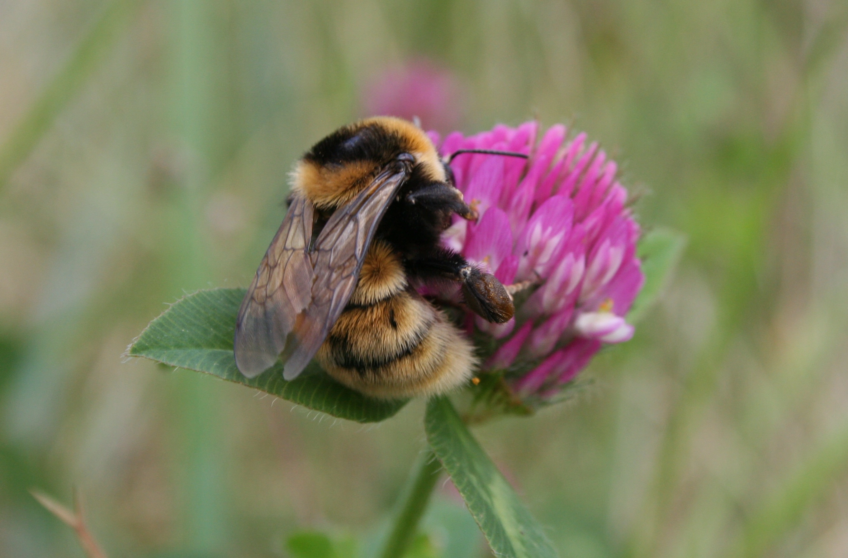 : Bombus (Subterraneobombus) distinguendus.